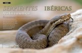 Serpientes Ibéricas - grenp.org · sor en herpetología en proyectos ibéricos y europeos; y experto en manipulación y estudio de serpientes venenosas de todo el mundo. I ... con