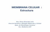 MEMBRANA CELULAR I : Estructuras4507431beaf003cb.jimcontent.com/download/version/1287347404/module... · Estructura de la membrana plasmática • Similar en toda las células y orgánulos
