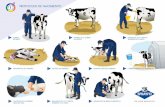 PROTOCOLO DE NACIMIENTO - sprayfo.com · • Si la vaca continúa haciendo esfuerzos, compruebe si hay un segundo ternero (si no lo hay, la vaca podrá ponerse de pie inmediatamente).