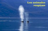 Los animales respiran - aloxamento de páxinas webcentros.edu.xunta.es/.../2017/06/2_respiracionanimales.pdf · 2017-06-12 · Porque necesitamos oxígeno para que ... Porque necesitamos