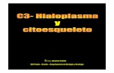 J. L. Sánchez Guillén IES Pando - Oviedo ...cosmolinux.no-ip.org/.../BIO1erBAT/Citologia/C3_CITOESQUELETO.pdf · El citoesqueleto es el responsable de la forma de la célula y del