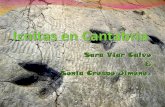Sara Viar Calvo Sonia Crespo Jiménez · las de los dinosaurios. Estas se clasifican en icnotaxones. ... los sedimentos han hecho el resto. Se pueden encontrar en zonas pantanosas