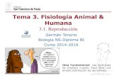 Tema 3. Fisiología Animal & Humanadpbiologia.weebly.com/uploads/2/1/5/5/21553524/gtp_t3.fisiologia... · próstata vesícula seminal epidídimo conducto deferente vejiga urinaria