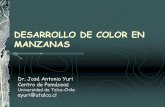 DESARROLLO DE COLOR EN MANZANAS - pomaceas.utalca.clpomaceas.utalca.cl/.../uploads/2016/07/DESARROLLODECOLORENMANZANAS.pdf · condiciÓn marco el desarrollo de color de la manzana