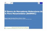 El Banco de Marcadores Moleculares de la Flora Macaronésica … · El Banco de Marcadores Moleculares de la Flora Macaronésica (BANMAC) Miguel Angel González-Pérez y Pedro A.