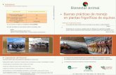 INDICADORES VALORES MÁXIMOS ACEPTADOS Buenas … Faena Equinos.pdf · Definición de Bienestar Animal: Buenas prácticas de manejo en plantas frigoríficas de equinos Indicadores