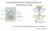Compartimentos intracelulares e endereçamento 4 Enderecamento... · Transporte mediado: as proteínas se movimentam entre o citosol e o núcleo por meio dos poros nucleares (funcionam