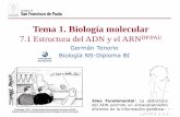 Tema 1. Biología molecular - dpbiologia.weebly.comdpbiologia.weebly.com/uploads/2/1/5/5/21553524/gtp_t1._biología... · importantes: NAD+, derivado de la vitamina nicotinamida;