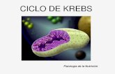 CICLO DE KREBS - vet.unicen.edu.ar · Ciclo de Krebs Resultado neto: CICLO DE KREBS Estequiometría y energética del Ciclo de Krebs 4 C (Oxalacetato) 2 C (Acetil CoA) 6 C (Citrato)