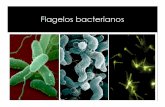 CLASE 7c Flagelo - depa.fquim.unam.mxdepa.fquim.unam.mx/amyd/archivero/7cFlagelo_26752.pdf · ESTRUCTURA Los flagelos bacterianos son delgados filamentos semi-rígidos que se unen