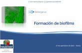 Formación de biofilms - Betelgeux. Garantía de higiene ... · La mayor resistencia frente a desinfectantes se atribuye a diferentes mecanismos: • Difusión lenta o incompleta