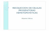RECOLECCION DE CELULAS PROGENITORAS … · celulas progenitoras circulantes caracteristicas biologicas celula inmortal pluripotencial transplantable capacidad replicativa marcador