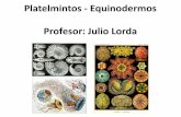 Platelmintos - Equinodermos Profesor: Julio Lorda · – ¿Qué es un invertebrado? – Una perspectiva filogenética – Introducción a las características importantes para clasificar