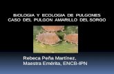 BIOLOGIA Y ECOLOGIA DE PULGONES CASO DEL PULGON … · para comprender la biologia y ecologia de pulgones de los cereales con enfasis en el pulgon amarillo del sorgo (pas) Áfidos