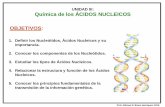 UNIDAD III: Química de los ÁCIDOS NUCLEICOS OBJETIVOS · Prof. Alfonso R. Bravo Henríquez. 2010. UNIDAD III: Química de los NUCLEÓTIDOS Y ÁCIDOS NUCLEICOS Cada nucleótido esta