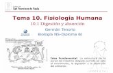 Tema 10. Fisiología Humana - dpbiologia.weebly.comdpbiologia.weebly.com/uploads/2/1/5/5/21553524/gtp_t10.fisiologia... · Estómago Agitación y mezcla del alimento con ácido, que