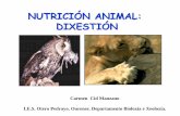 NUTRICIÓN ANIMAL: DIXESTIÓN - aloxamento de páxinas webcentros.edu.xunta.es/iesoteropedrayo.ourense/dptos/bio/bach_1_2010/... · interior do intestino, en forma de escada de caracol,