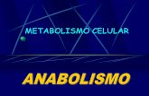 METABOLISMO CELULAR - I.E.S "POETA CLAUDIO …iespoetaclaudio.centros.educa.jcyl.es/sitio/upload/fotosintesis1_2... · 12H 2 O + 6CO 2 C 6 H 12 O 6 + 6O 2 + 6H 2 O AH 2 + B BH 2 +