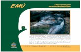 EMU novaehollandiae Dromiceius · más grande del mundo con un peso de hasta 55 kg. y 1,80 cm. de alto. Se alimenta de insectos y vegetales y la incubación de los ... EMU novaehollandiae,