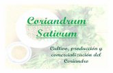 comercialización del Coriandro - Alimentos Argentinos · El Coriandro es un cultivo que se caracteriza por ser muy rico en aceite esencial y presenta propiedades antioxidantes y