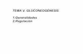 TEMA V. GLUCONEOGÉNESIS 1.Generalidades 2.Regulacióndepa.fquim.unam.mx/amyd/archivero/Gluconeogenesis_25381.pdf · CICLO DE CORI Ciclo de reacciones en el que se incluye la conversión