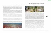 Plantas marinas - Secretaría de Desarrollo Urbano y Medio ... · de importancia comercial; algunas larvas dependen de sus-tancias químicas despedidas por ellas para establecerse.