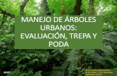 MANEJO DE ÁRBOLES URBANOS: EVALUACIÓN, TREPA Y PODA · tronco dominante, una copa, perenne, generalmente mayor a 5 m de altura en ... • ¿Las hojas han desarrollado un color o