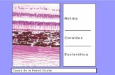 Retina Coroides Esclerótica - ocw.unizar.es · aic pc cc: cuerpo ciliar, c: córnea, i: iris, pc: procesos ciliares, círculo arterioso mayor del iris (flecha), aic: ángulo iridocorneal