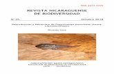 REVISTA NICARAGUENSE DE BIODIVERSIDAD - bio-nica.info · Engystomops pustulosus o sapito Túngara, es una especie de anuro de la familia Leptodactylidae (Sunyer, 2014). Se trata de
