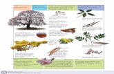 Bejucos, arbustos y árboles - repositorio.uned.ac.crrepositorio.uned.ac.cr/reuned/bitstream/120809/50/1/botanica... · Bejucos, arbustos y árboles terrestres Tabebuia rosea (roble