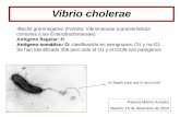 Bacilo grmanegativo Familia: Vibrionaceae (características ...fundacionio.org/docs/cursos/paloma_merino_jornada_colera.pdf · comunes a las Enterobacteriaceae) Antígeno flagelar: