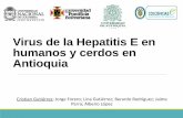 Virus de la Hepatitis E en humanos y cerdos en Antioquia · Encuesta de factores de riesgo ICA ... 3 25 Bajo Incompleto 100 4 22 Alto Completo 100 5 20 Bajo Completo 100 6 20 Bajo