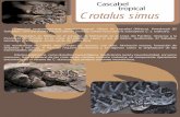 Cascabel tropical Crotalus simus - birmex.gob.mx · Cascabel centroamericana, cascabel tropical. Víbora de cascabel (México), Kwechwah (El Salvador), Chil-chil (Costa Rica)]Tzabcan
