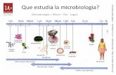 Que estudia la microbiologia? a · bacterias hongos Algas microscópicas virus Xanthomonas campestris Que estudia la microbiologia? Fusarium spp Microcystis aeruginosa Virus ERC rof
