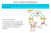 Els cicles biològics - COSMOLINUXcosmolinux.no-ip.org/recursos_aula/BIO1erBAT/Citologia/cicles... · La meiosi es dona en el zigot diploide (2n). La meiosi no genera gàmetes sinó
