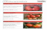 LLAVORS de la TERRA - culturestrobades.cat · TOMATA TRUMFERA Solanum lycopersicum Procedència: Balaguer. Tomata rosada, petita, rodona. Molt bona, dolça i sucosa. Poc productiva.