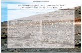 Paleontología de Canarias: los yacimientos marinos fósiles · tas africanas, pero a la vez tan inﬂuenciada por las corrientes procedentes del Caribe. Sin embargo, la desmesurada