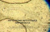 INFECCIONS INTESTINALS IMPORTADES - academia.cat · Infeccions diagnosticades en 988 immigrants en la UMT H.Ramón y Cajal Madrid 1990‐2001 INFECCIONS %