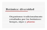Organismos tradicionalmente estudiados por los botánicos ...academic.uprm.edu/~dkolterman/biol3435/Caps20-23.pdf · gametofito vs. esporofito, protonema, gametangios (arquegonio
