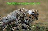 Genética molecular (I) - centros.edu.xunta.escentros.edu.xunta.es/iesastelleiras/depart/bioxeo/lgazon/presen/... · "Dogma Central de la Biología Molecular" FLUJO DE INFORMACIÓN