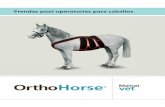 Prendas post-operatorias para caballos - Mainatvetmainatvet.com/wp-content/uploads/2015/05/ORTHOHORSE.pdf · Faja completa para post-operatorio Faja completa para post-operatorio