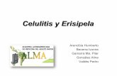Celulitis y Erisipela - almageriatria.org · Incidencia y Prevalencia • Erisipela – Existen sólo 3 estudios epidemiológicos. – 69,576 episodios de celulitis y 516 de erisipelas