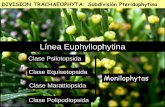 Presentación de PowerPoint - UNLP · 1.-Cuál de los siguientes cambios evolutivos permitió la aparición de formas arbustivas en las Trimerophytopsidas: ramificación del esporofito
