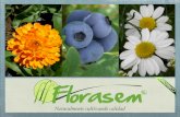 Indice - florasem.cl · producción, validación e investigación de hierbas medicinales, aromáticas y condimentarias completamente orgánicas (Libre de pesticidas y contaminantes).
