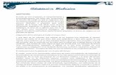 ADAPTACIÓN BIOLOGICAqmtltda.com/material_pedagogico/grado_7/naturales/14. suseciones...La iguana marina de las Galápagos, la única de su género que vive en el mar, posee unos mecanismos