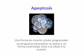 Apoptosis - IIB-INTECH · Translocación cromosomal y Linfoma Folicular Vaux et al, Nature, 1988 Células B normales Células B LF Sin IL-3 La Familia de proteínas Bcl-2 Ac4vación