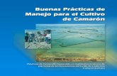 Buenas Prácticas de Manejo Para el Cultivo de Camarón · Buenas Prácticas de Manejo para el Cultivo de Camarón 3 Rojas, A.A., Haws, M.C. y Cabanillas, J.A. ed. (2005). Buenas