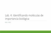 Lab. 4: Identificación de moléculas de importancia biológica · Lab. 4: Identificando moléculas de importancia biológica BIOL 3051. En tejidos vivos encontramos:-La función