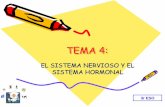 TEMA 4 - bioenelies.files.wordpress.com fileconducen el impulso nervioso desde el sistema nervioso central hacia los músculos y las glándulas se denominan motoras. Las neuronas motoras