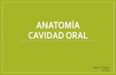 ANATOMÍA CAVIDAD ORAL - sborl.es · CAVIDAD ORAL ⁃ Vestíbulo Oral ⁃ Cavidad Oral • Separadas por procesos dentoalveolares • Unidas por espacios interdentarios y retromolar.
